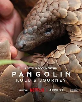 穿山甲Kulu的旅程 (2025)丨塞萨洛尼基纪录片电影节展映丨纪录片-58创客网