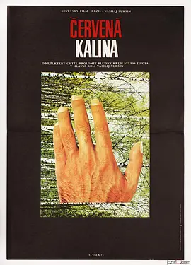 红莓 (1974) 丨利季娅·费多谢耶娃-舒克申娜 / 瓦西里·舒克申主演丨剧情丨又名: 红梅花-58创客