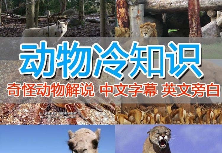 外面卖1699的国外纪录片解说（动物解说、美食、动画片）稳过中视频-多米网络